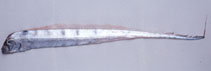 Image of Trachipterus ishikawae (Slender ribbonfish)