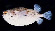 Image of Tragulichthys jaculiferus (Longspine burrfish)