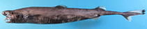 Image of Trigonognathus kabeyai (Viper dogfish)
