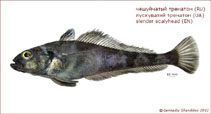 Image of Trematomus lepidorhinus (Slender scalyhead)