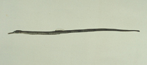 Image of Trachyrhamphus longirostris (Straightstick pipefish)