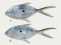 Image of Trachinotus macrospilus (Marquesas dart)