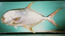 Image of Trachinotus mookalee (Indian pompano)