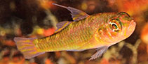 Image of Trimma nauagium (Shipwreck pygmygoby)