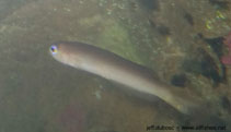 Image of Trachinops noarlungae (Yellowhead hulafish)