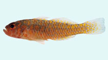 Image of Trimma okinawae (Orange-red pygmygoby)