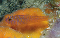 Image of Trimma okinawae (Orange-red pygmygoby)