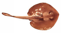 Image of Trygonoptera ovalis (Striped stingaree)