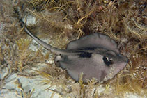 Image of Trygonoptera personata (Masked stingaree)