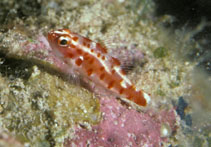 Image of Trimma rubromaculatum (Red-spotted pygmygoby)