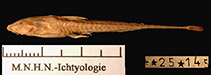 Image of Trachyglanis sanghensis 