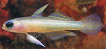 Image of Tryssogobius sarah (Sarah\