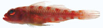 Image of Trimma squamicana (Red-blotch pygmygoby)