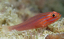Image of Trimma striatum (Red-lined pygmygoby)