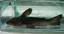 Image of Trachycorystes trachycorystes (Black catfish)