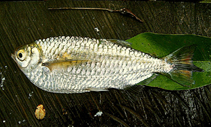 Image of Triportheus venezuelensis 