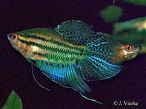 Image of Trichopsis vittata (Croaking gourami)