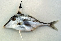 Image of Trixiphichthys weberi (Blacktip tripodfish)