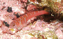 Image of Trimma winterbottomi (Trench-head pygmygoby)