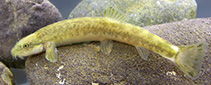 Image of Turcinoemacheilus bahaii 