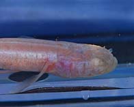 Image of Typhlichthys subterraneus (Southern cavefish)