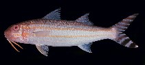 Image of Upeneus taeniopterus (Finstripe goatfish)