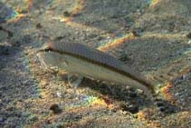 Image of Upeneus australiae (Australian goatfish)