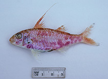 Image of Upeneus filifer (Pennant goatfish)