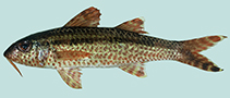 Image of Upeneus heemstra (Heemstra goatfish)