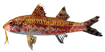 Image of Upeneus heterospinus (Varied-spine goatfish)