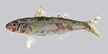Image of Upeneus lombok (Lombok goatfish)