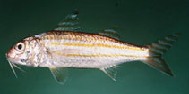 Image of Upeneus quadrilineatus (Four-stripe goatfish)