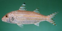 Image of Upeneus indicus (Tall-fin goatfish)