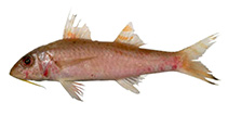Image of Upeneus torres (Torres goatfish)
