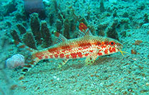 Image of Upeneus tragula (Freckled goatfish)