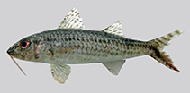 Image of Upeneus willwhite (White’s goatfish)