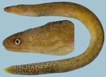Image of Uropterygius fuscoguttatus (Brown spotted snake moray)