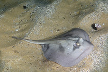 Image of Urolophus kapalensis (Kapala stingaree)