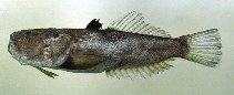 Image of Uranoscopus oligolepis 