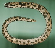 Image of Uropterygius polyspilus (Large-spotted snake moray)