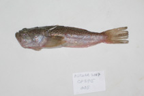 Image of Uranoscopus tosae 