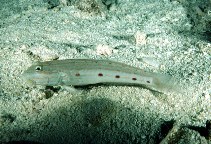 Image of Valenciennea longipinnis (Long-finned goby)
