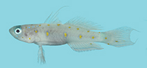 Image of Vanderhorstia nannai (Moon-spotted shrimp goby)