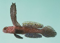 Image of Tomiyamichthys praealta (Tall-fin shrimp-goby)