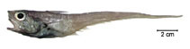 Image of Ventrifossa mucocephalus (Slimehead grenadier)