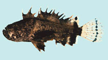 Image of Vespicula trachinoides 