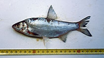 Image of Vimba melanops (Macedonian vimba)