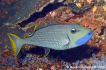 Image of Xanthichthys auromarginatus (Gilded triggerfish)