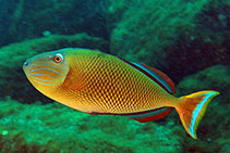 Image of Xanthichthys mento (Redtail triggerfish)