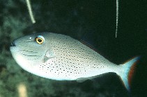 Image of Xanthichthys ringens (Sargassum triggerfish)